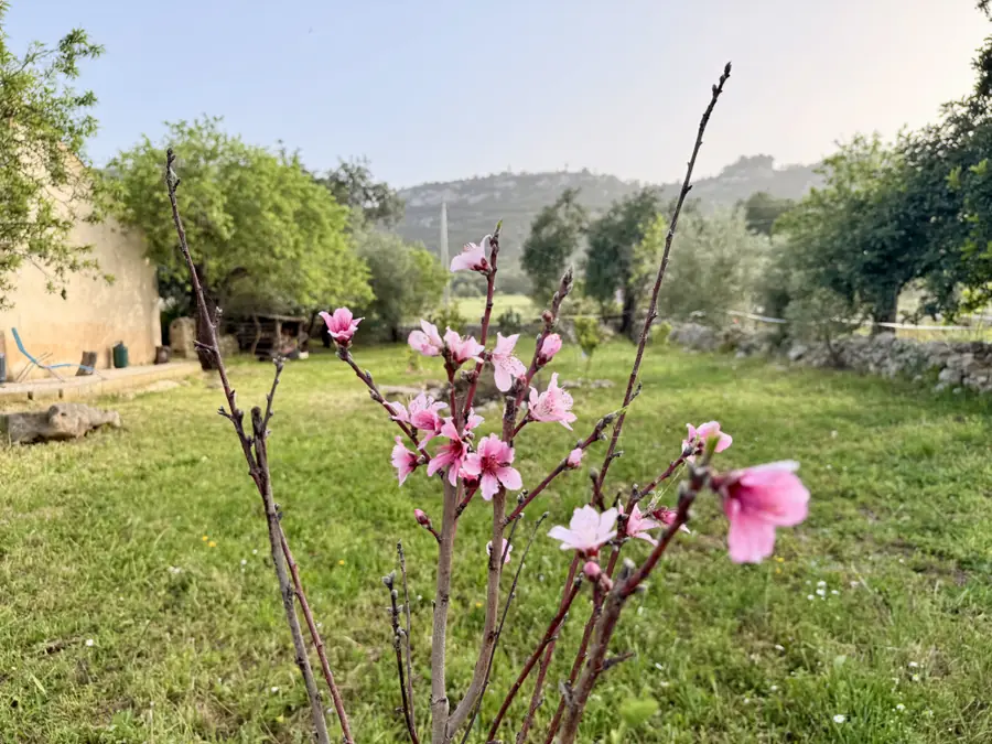Giardino fiorito Il Bergamotto Noto — primavera